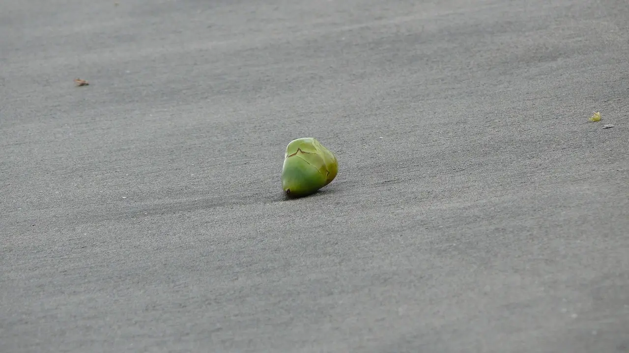 Kan man bruge squishies som en gave til en ven eller et familiemedlem?